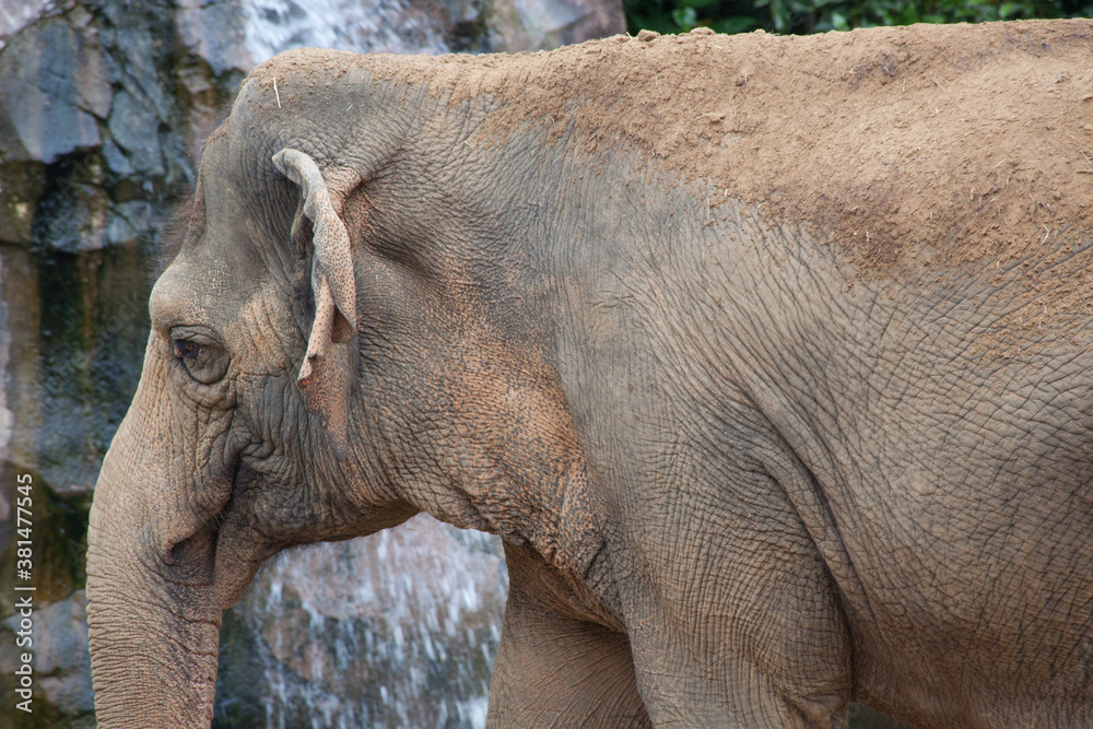Fototapeta premium Wrinkled Elephant face