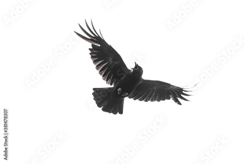 Isolated carrion crow in flight with fully open wings