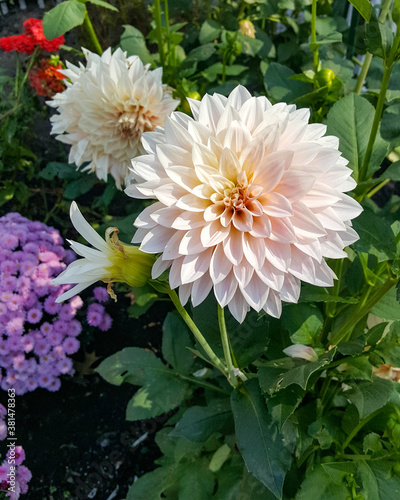 Pink and White dahlias in a garden of colorful flowers