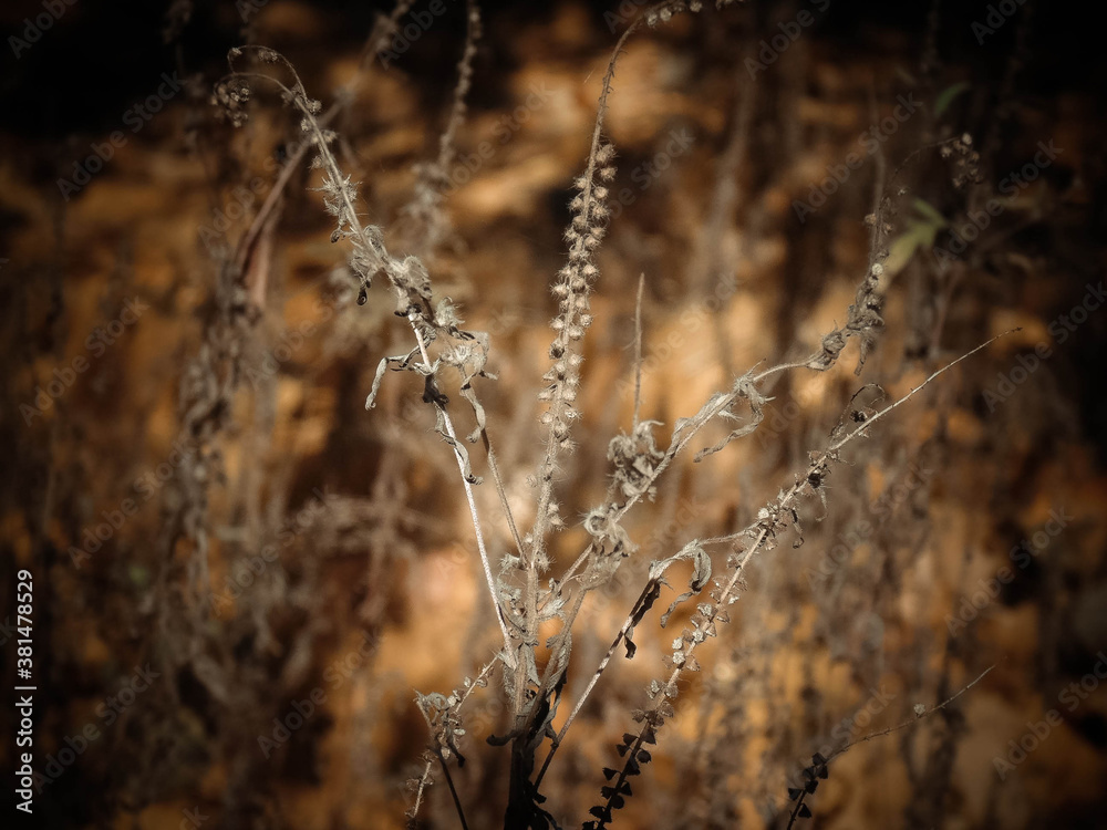 Obraz premium grass in the wind