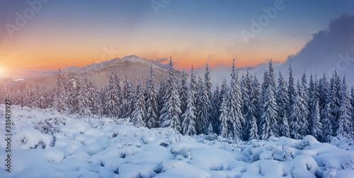 Idyllic view of spruces covered in snow. Frosty day, exotic wintry scene.