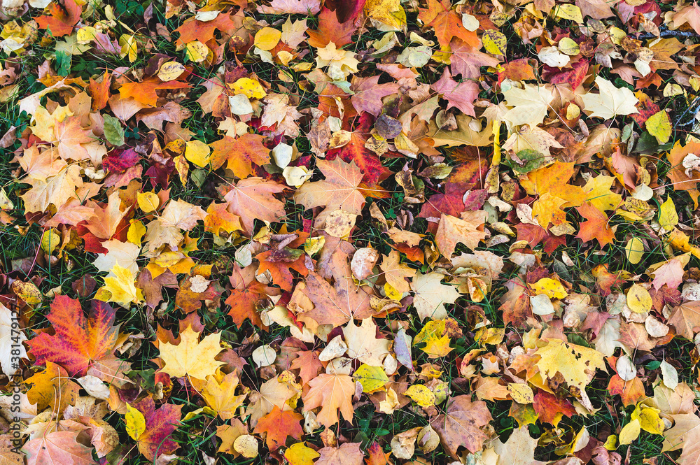 Colorful maple leaves lie on the grass in autumn. Colorful maple leaves lie on the grass in autumn.