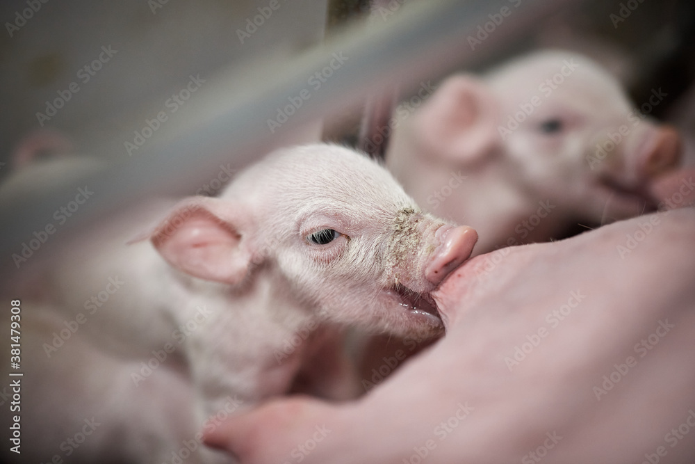 Small piglet sucking milk from breast of fertile sow lying in the stall - obrazy, fototapety, plakaty 