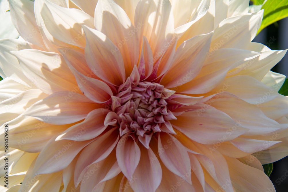 Fototapeta premium Close-up of a peach dahlia flower