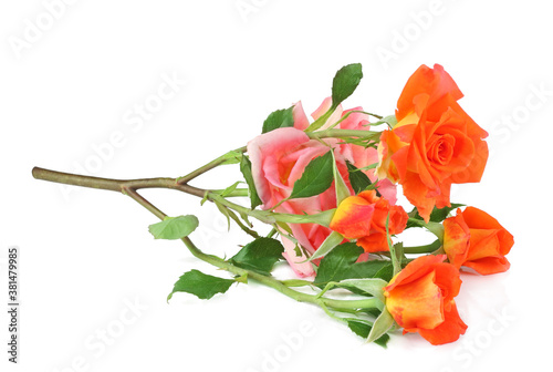 Rose flower isolated on white background