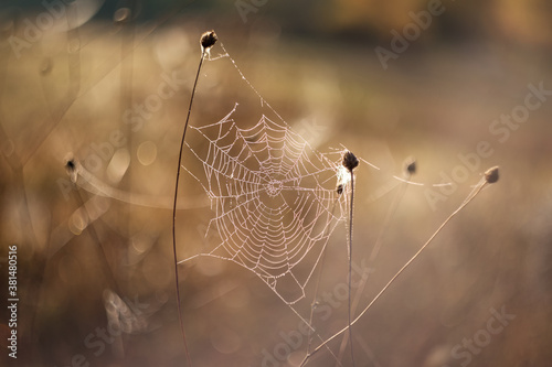 Spider web in morning. A spider's web on a foggy morning in dewdrops.