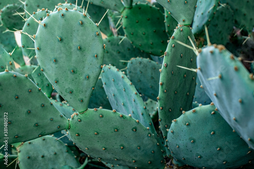 Cactus with needles close-up on a blurred background. prickly pear, Opuntia. Natural background photo