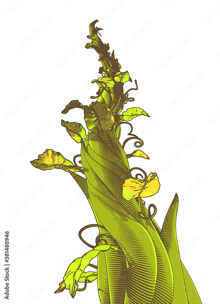 Green drawing beanstalk illustration isolated on white BG Stock Vector