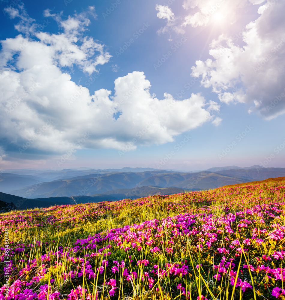 Fototapeta premium Awesome pink rhododendron flowers in summer alpine valley.