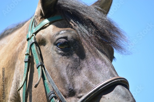 portrait of a horse © Kesulken