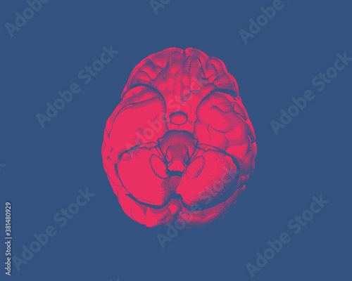Vector brain illustration bottom view on blue BG
