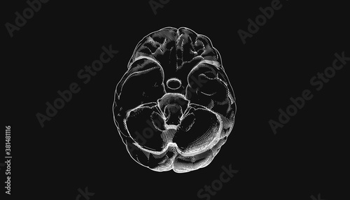 Brain from bottom view illustration on black BG