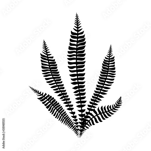 Black fern leaves vector. Isolated black on white. Minimalist Tropical leaf. Trend Botanical outline. Vector illustration
