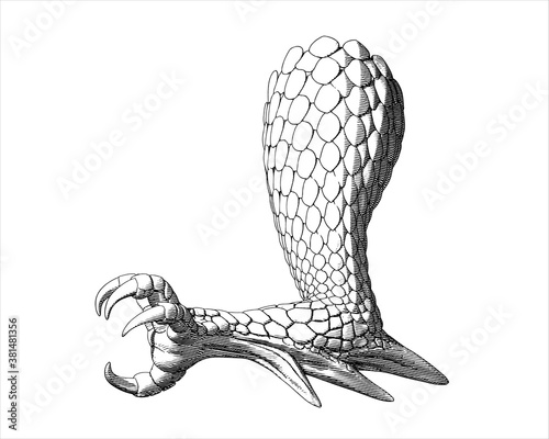 Dragon claw illustration isolated on white BG