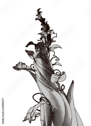 Monochrome drawing beanstalk illustration isolated on white BG
