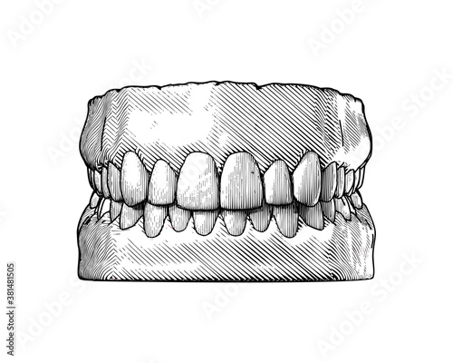Vintage human tooth and gum illustration on white BG