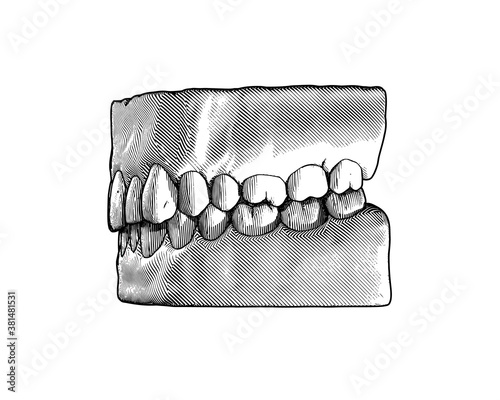 Vintage human tooth and gum illustration on white BG