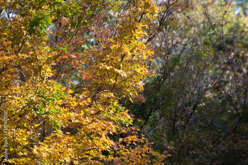 Fall trees with yellow leaves