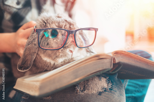Portrait. A person holds a lop-eared rabbit with glasses, who is reading a book. The concept of education and reading