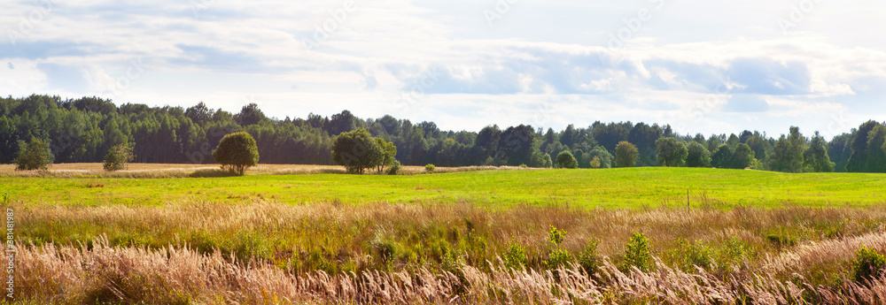 Fototapeta premium Field landscape with meadow grasses, forest in the background, blue sky.