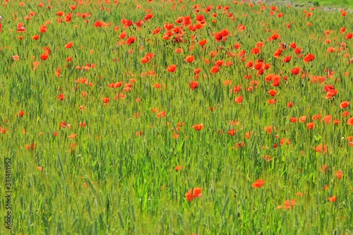 Beautiful field with bright red poppy flowers and green wheat. Uncultivated field with poppy flowers and green grass. Summer background 