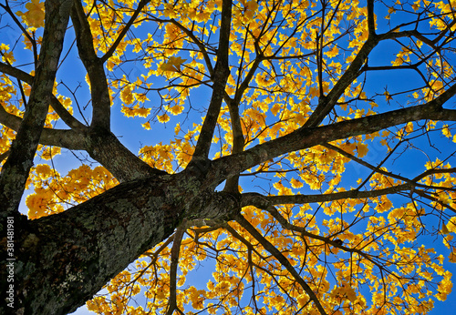 Golden trumpet tree or Yellow ipe tree (Handroanthus chrysotrichus), Brazil photo