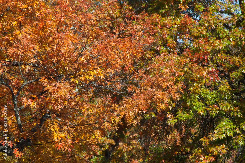 Autumn tree with orange leaves Autumn tree with orange leaves