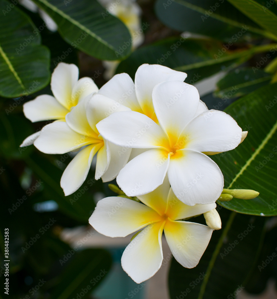 close up of plumeria against green leaf