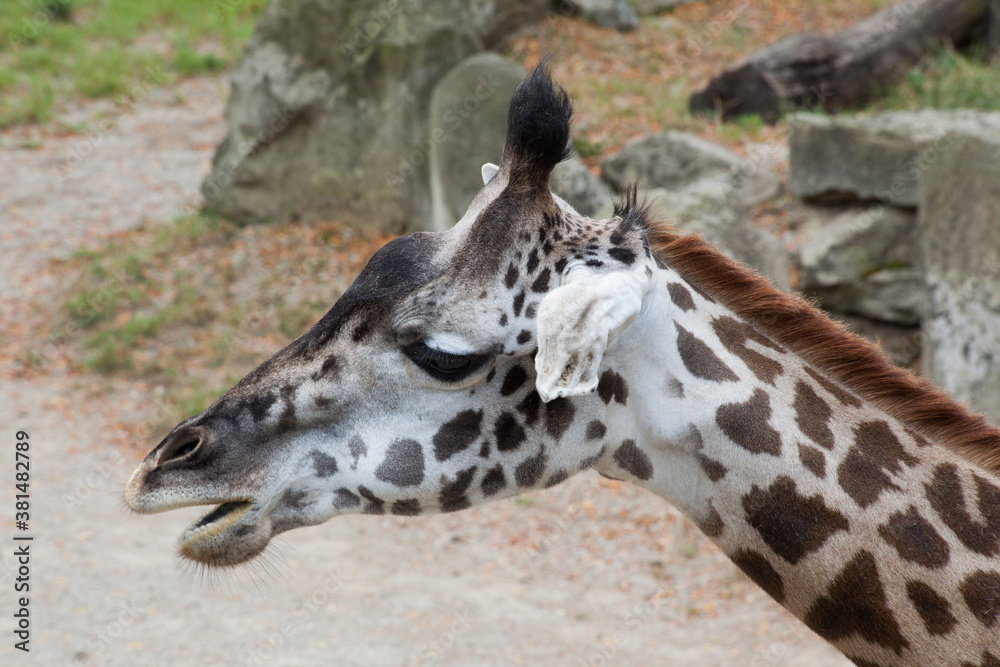 Fototapeta premium Giraffe with spots outdoors