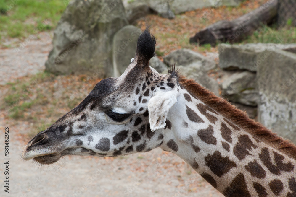 Fototapeta premium Giraffe outdoors in the sunlight