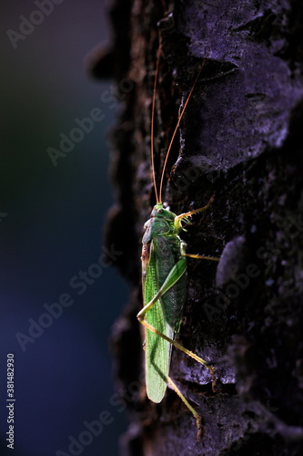 Close-up photo of the Great green bush-cricket sitting on tree trunk in magnificent lighting. Tettigonia viridissima. © Daniel Dunca