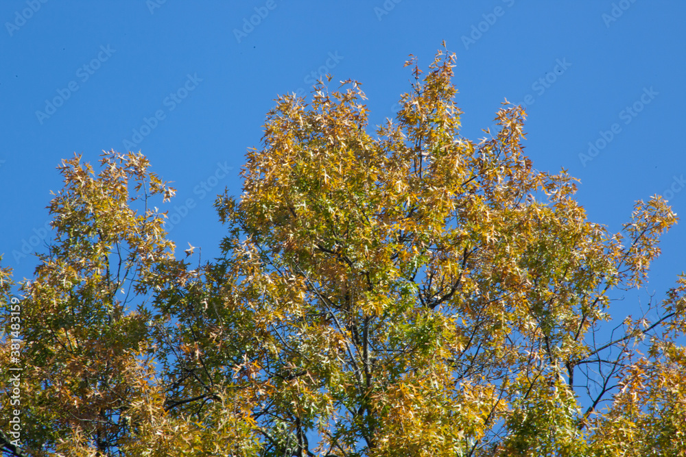 Autumn tree with orange leaves