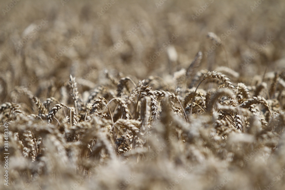 Fototapeta premium Korn kurz vor der Ernte