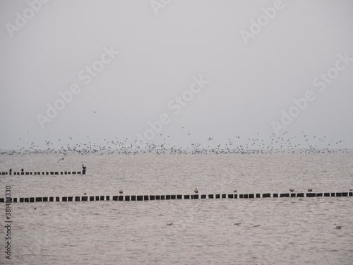large flock of birds flies over the Baltic Sea