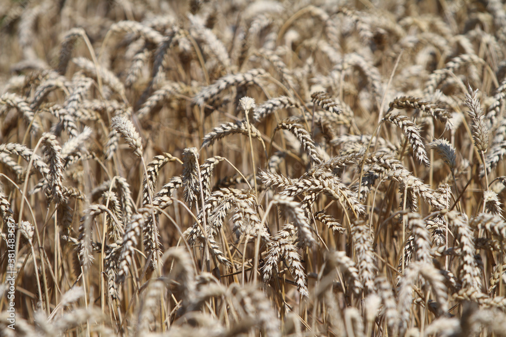 Fototapeta premium Korn kurz vor der Ernte