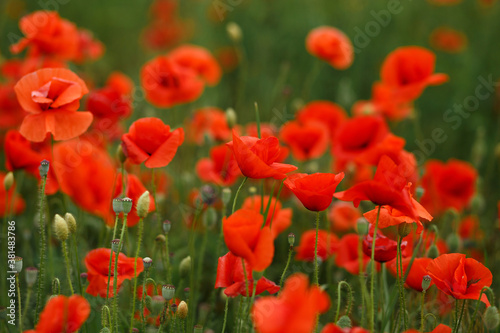 field of red poppies © Larysa