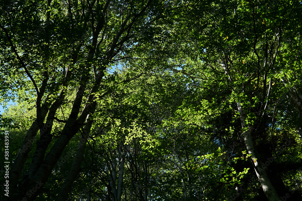 tree crowns with green foliage - a look from the bottom up in a beech grove tree crowns with green foliage - a look from the bottom up in a beech grove