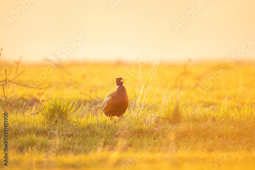 Common pheasant walk on the meadow. Pheasant during the spring season. European wildlife nature. 