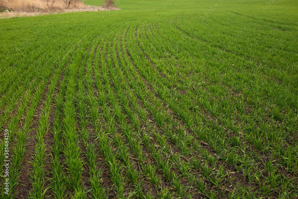 green field of wheat green field of wheat