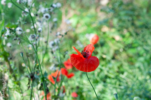 a single poppy flower in a meadow