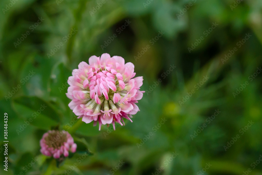 Flowering clover in meadow, spring grass and clover Flowering clover in meadow, spring grass and clover