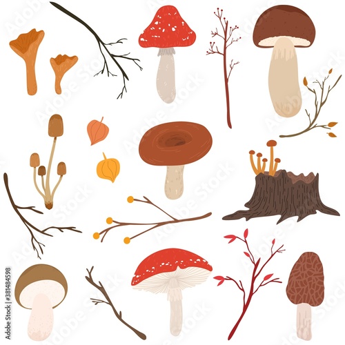 Set of different kinds of mushrooms growing in autumn season