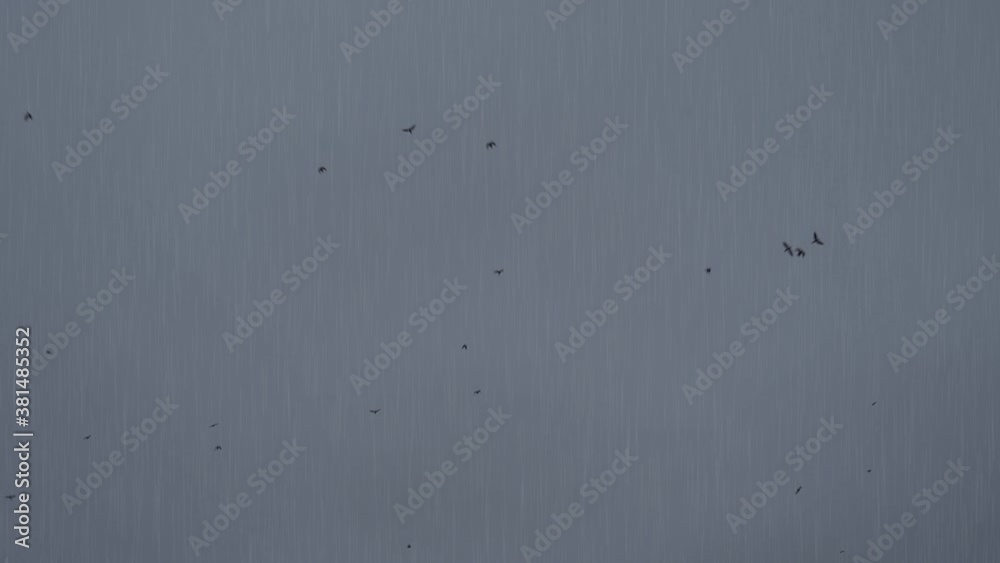 Scared birds flying in the cloudy sky with rain, thunderstorm and lightning strikes. Halloween and horror concept. Scared birds flying in the cloudy sky with rain, thunderstorm and lightning strikes. Halloween and horror concept.