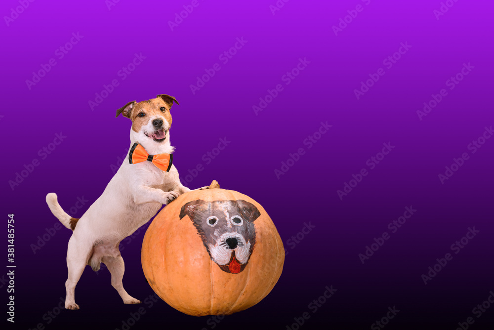 Happy dog in costume  and its paint portrait on pumpkin as funny traditional symbols of Halloween