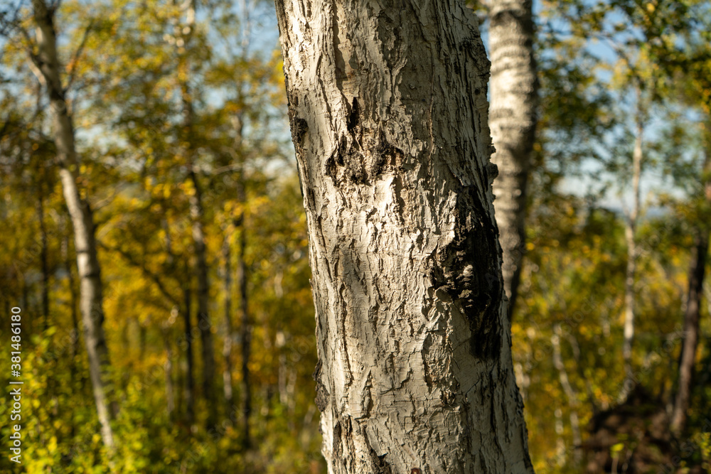 Natural background with a view of a tree trunk Natural background with a view of a tree trunk