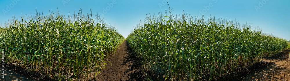 Naklejka premium panorama of experimental corn plantations, cultivation by sectors, demonstration sowing