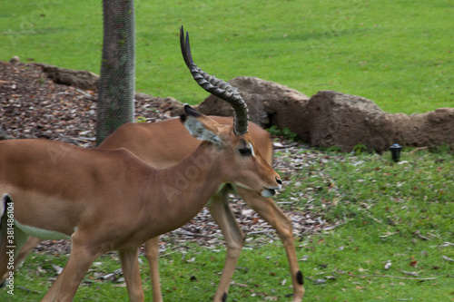 Impala in the grass