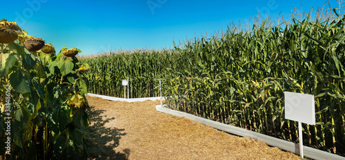 sectors of demonstration fields of agricultural crops: corn and sunflower