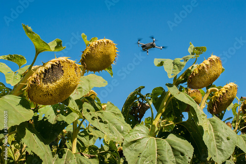 Flying drone above sunflower field. concept drone survey in agriculture