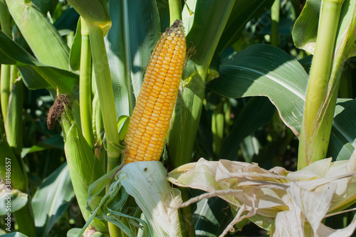 unwrapped fresh yellow corn cob surrounded with green leaves in dark blurry b...
